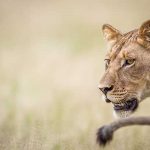 Lioness in the grass