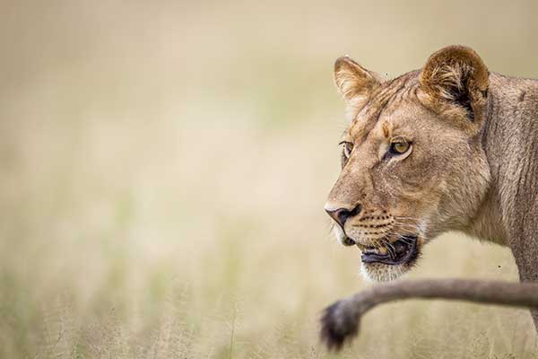 Lioness in the grass