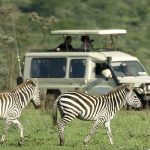 Game viewing safari vehicle behind two zebra